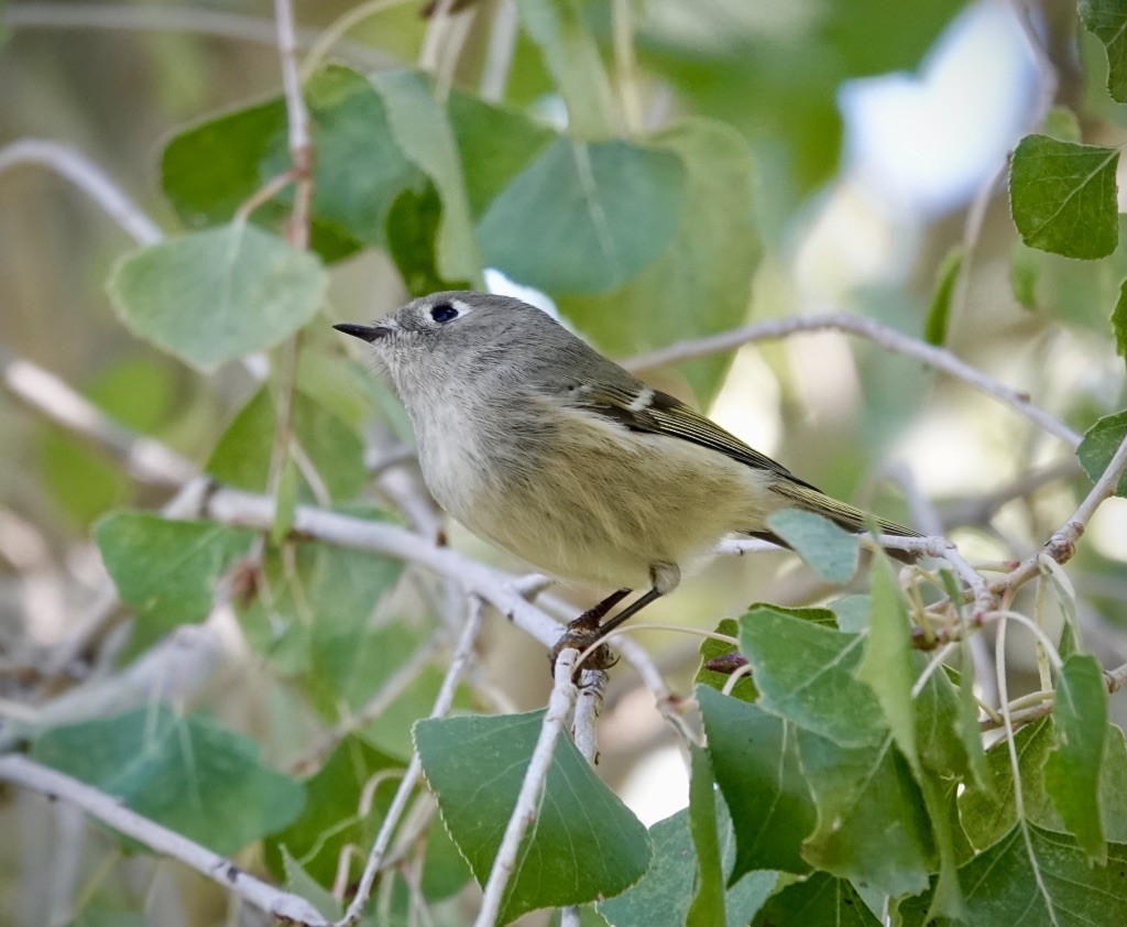Ruby-crowned Kinglet - ML643793011
