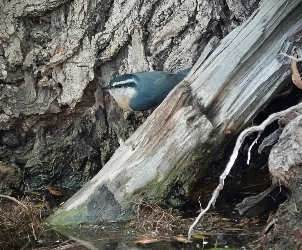 Red-breasted Nuthatch - ML643793051