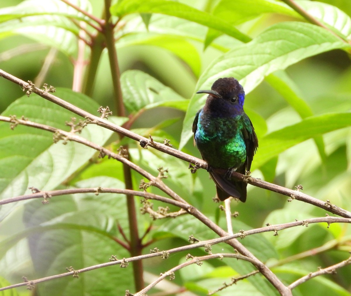 Golden-tailed Sapphire - ML643793072