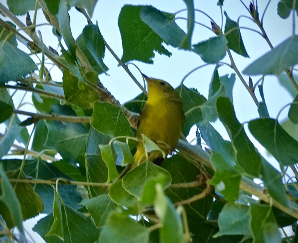 Wilson's Warbler - ML643793074