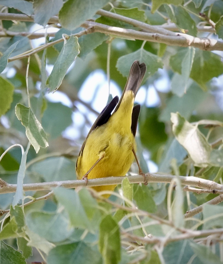 Wilson's Warbler - ML643793075