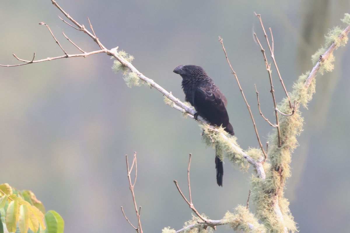 Smooth-billed Ani - ML643793077