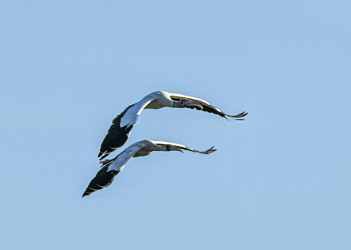 Wood Stork - ML643793083