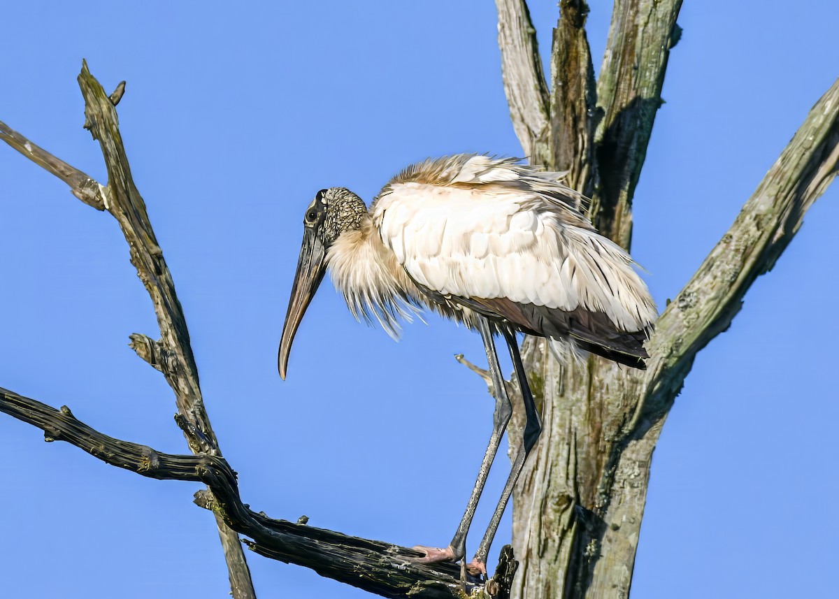 Wood Stork - ML643793085