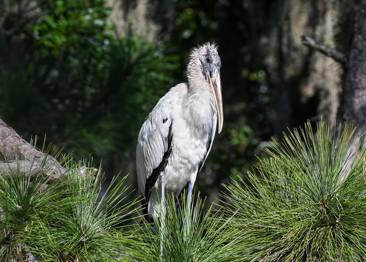 Wood Stork - ML643793086