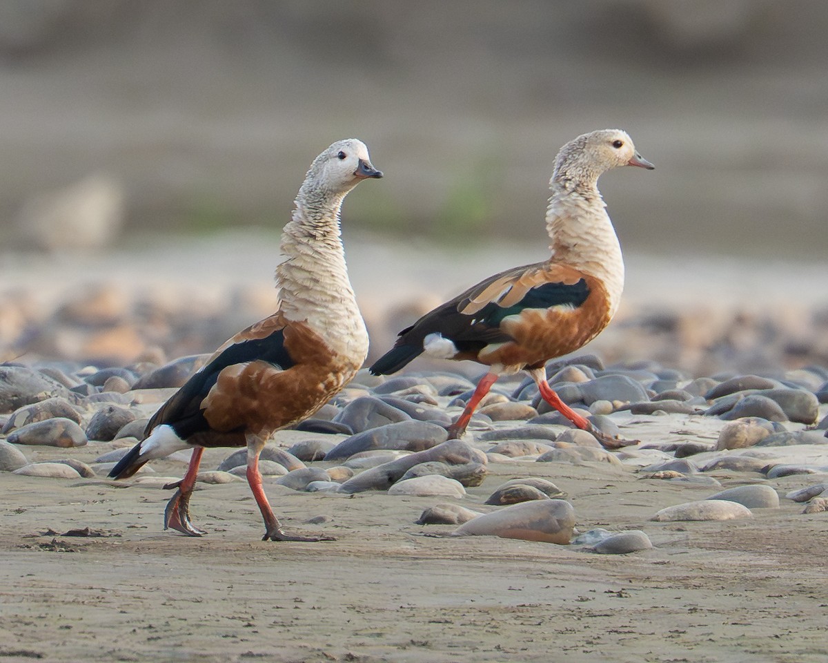 Orinoco Goose - ML643793089