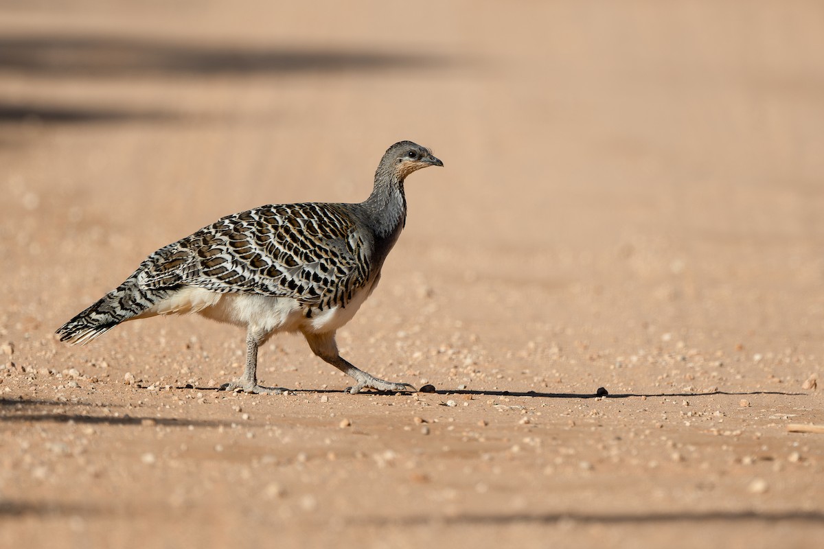Malleefowl - ML643793096