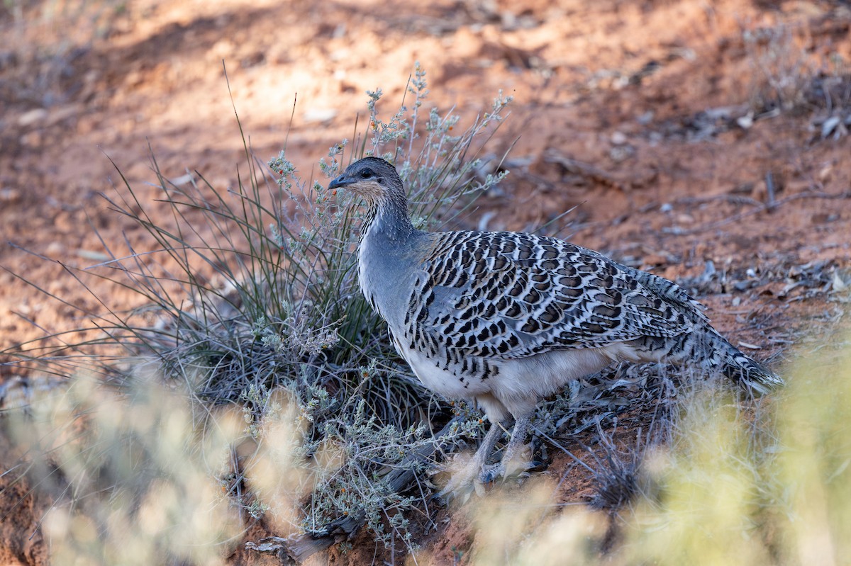 Malleefowl - ML643793097