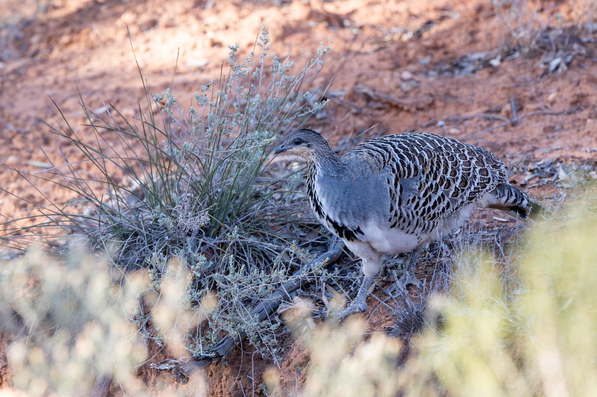 Malleefowl - ML643793098