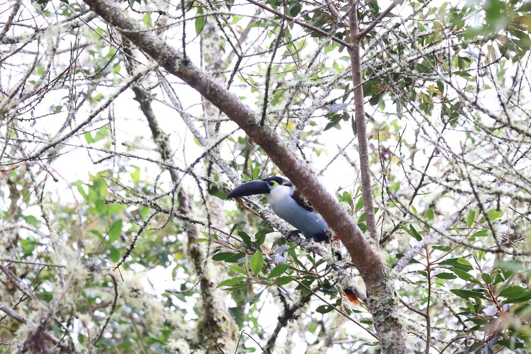 Black-billed Mountain-Toucan - ML643793099