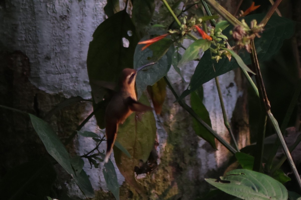 Rufous-breasted Hermit - ML643793116
