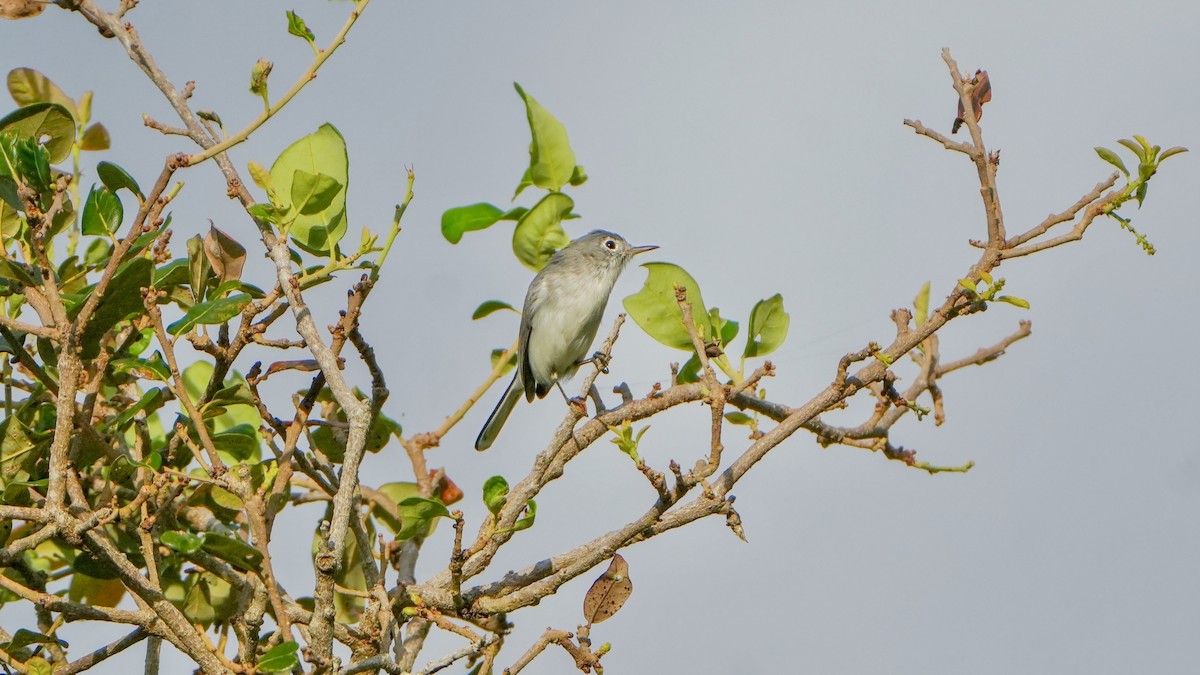 Blue-gray Gnatcatcher - ML643793123