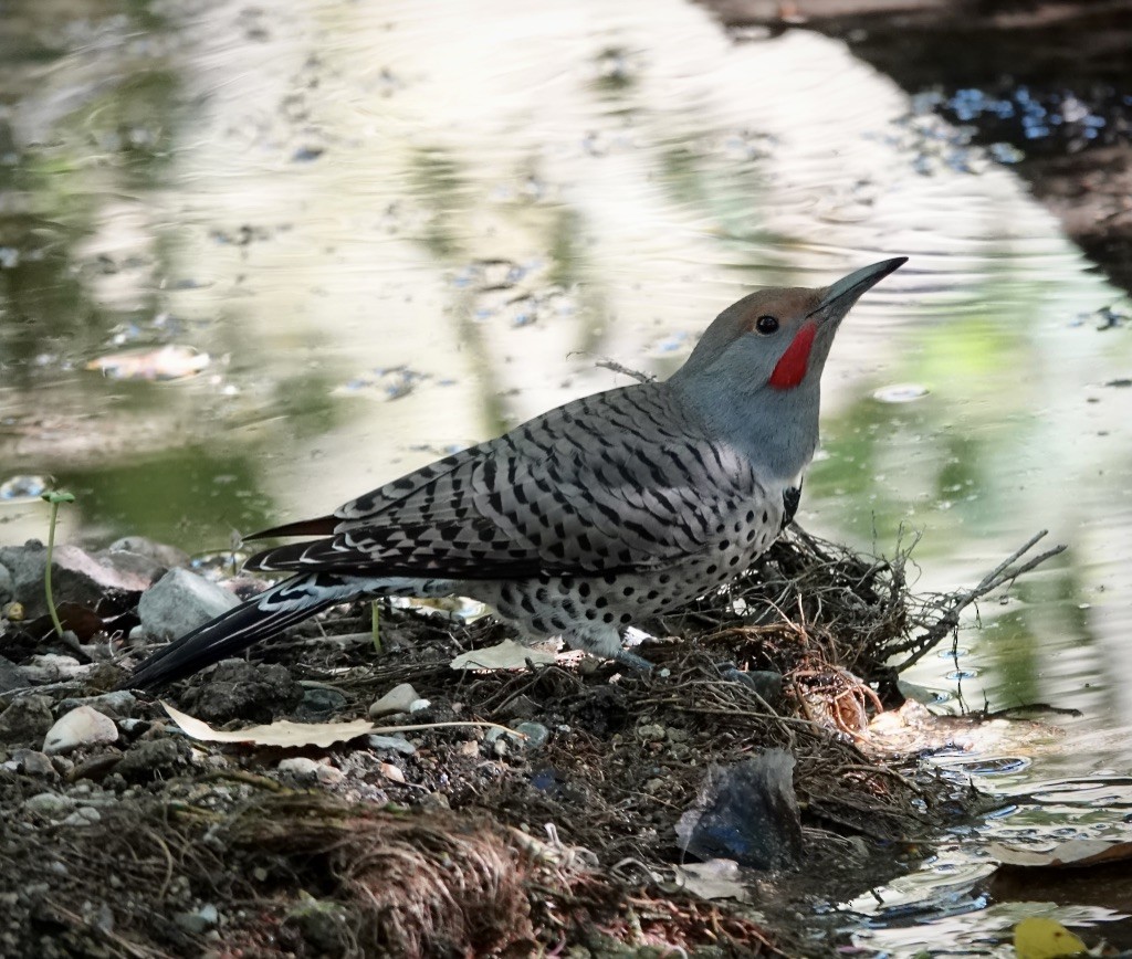 Northern Flicker (Red-shafted) - ML643793124