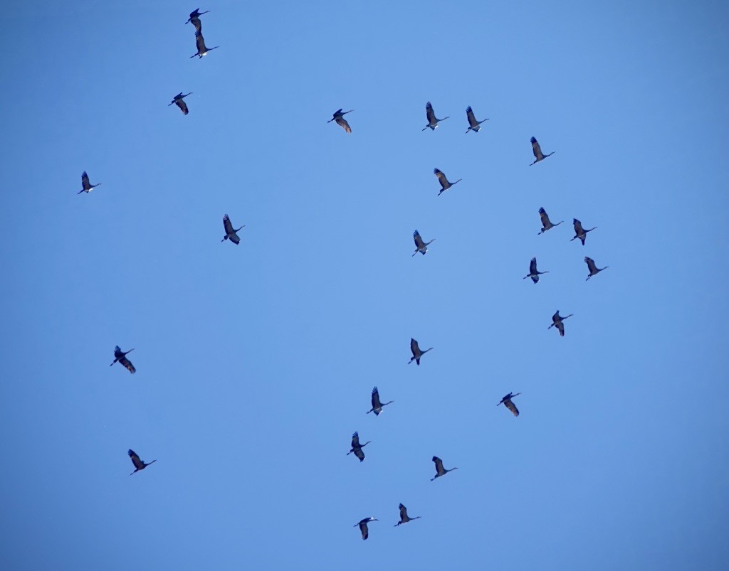 Sandhill Crane - ML643793144