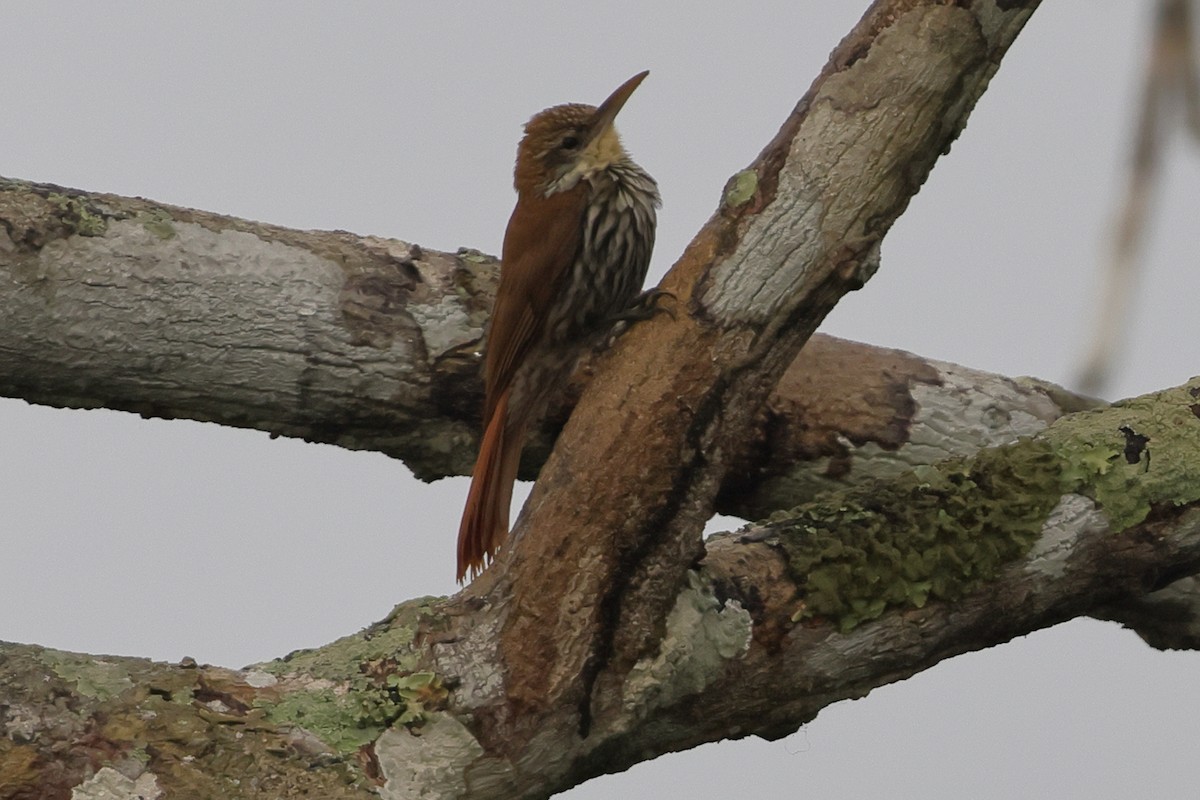 Scaled Woodcreeper (Scaled) - ML643793152