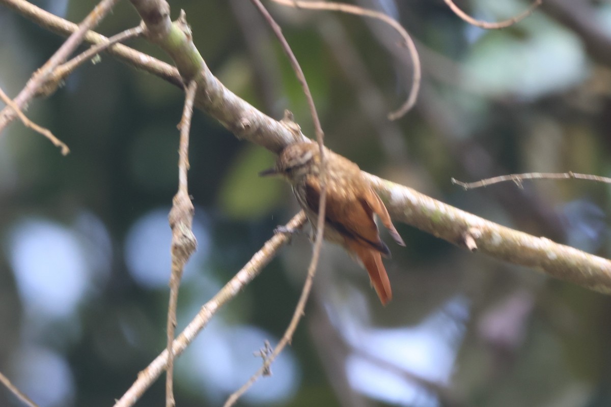 Streaked Xenops - ML643793167