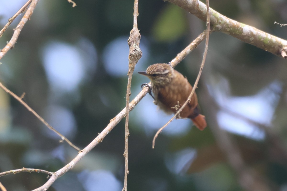 Streaked Xenops - ML643793168