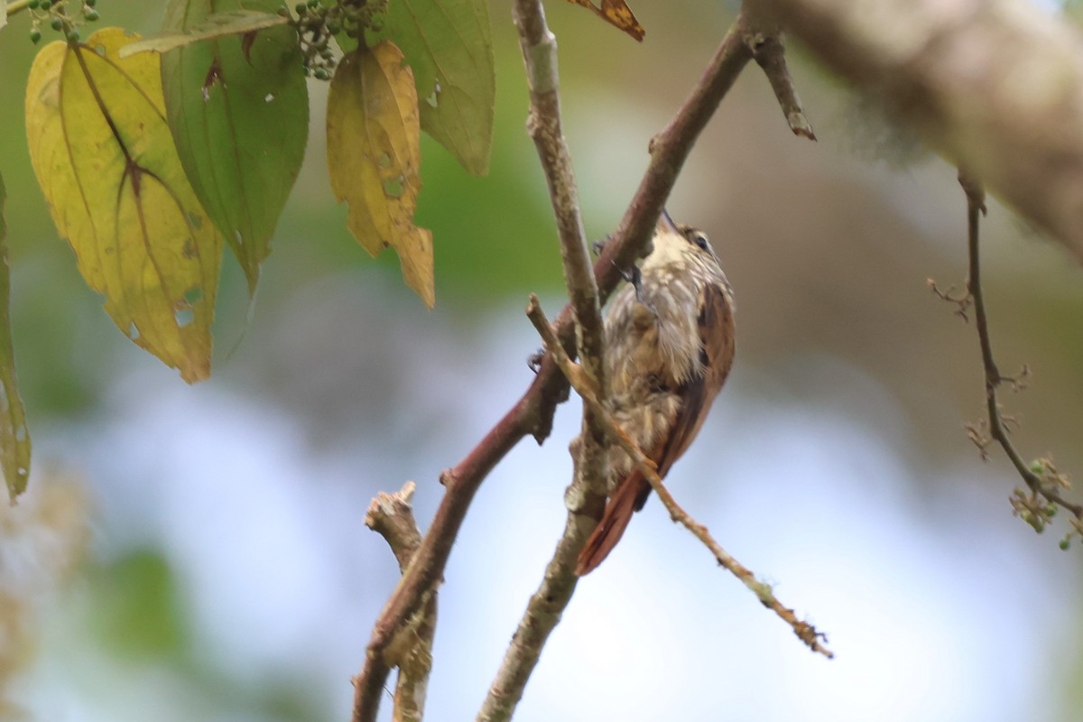 Streaked Xenops - ML643793169