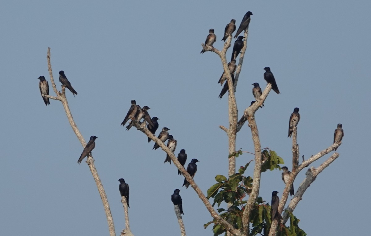 Purple Martin - ML643793171
