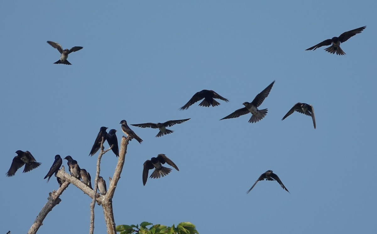 Purple Martin - ML643793172
