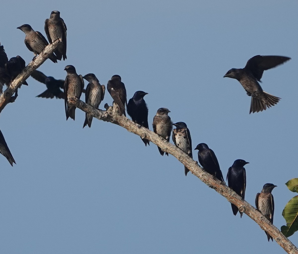 Purple Martin - ML643793173