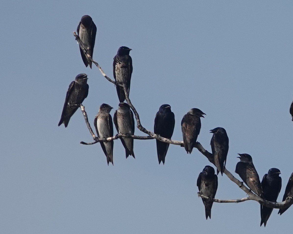 Purple Martin - ML643793174