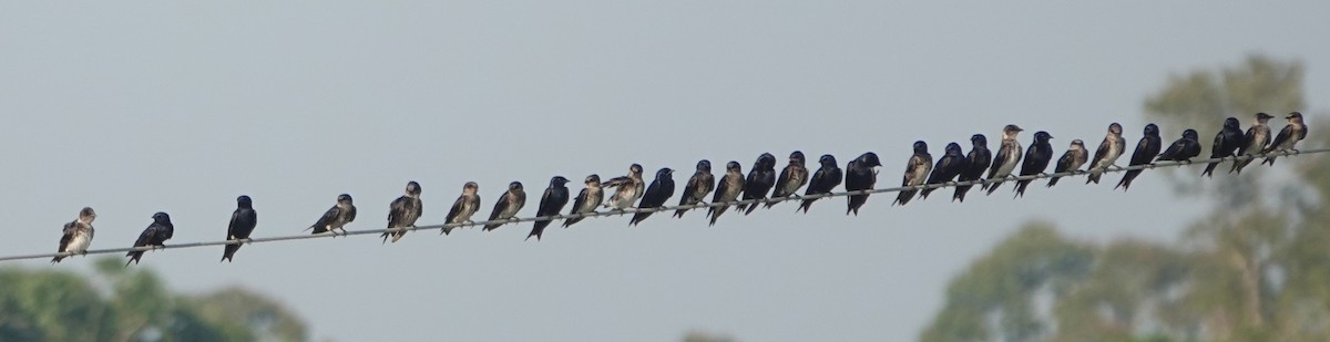 Purple Martin - ML643793175