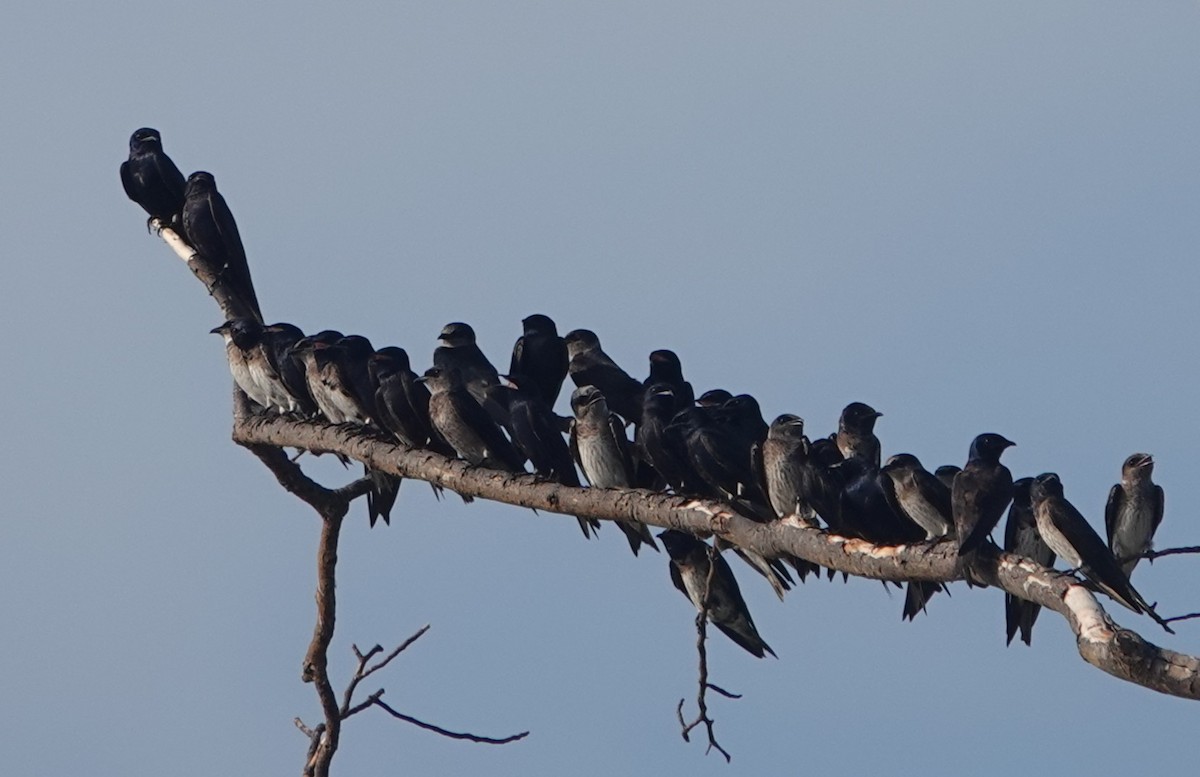 Purple Martin - ML643793176