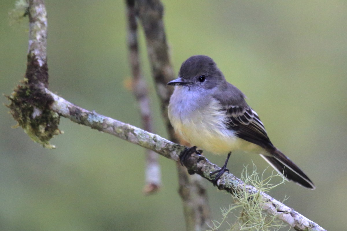 Pale-edged Flycatcher - ML643793192