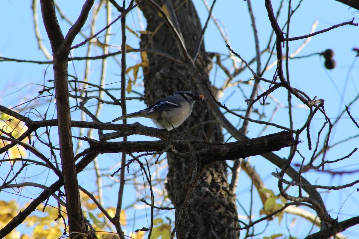 Blue Jay - ML643793193
