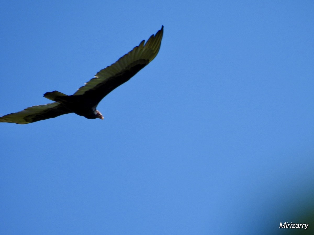 Turkey Vulture - ML643793203