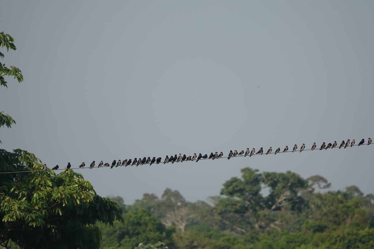 Purple Martin - ML643793207