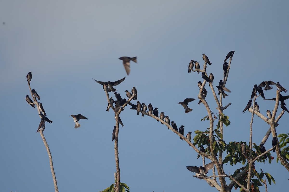Purple Martin - ML643793208