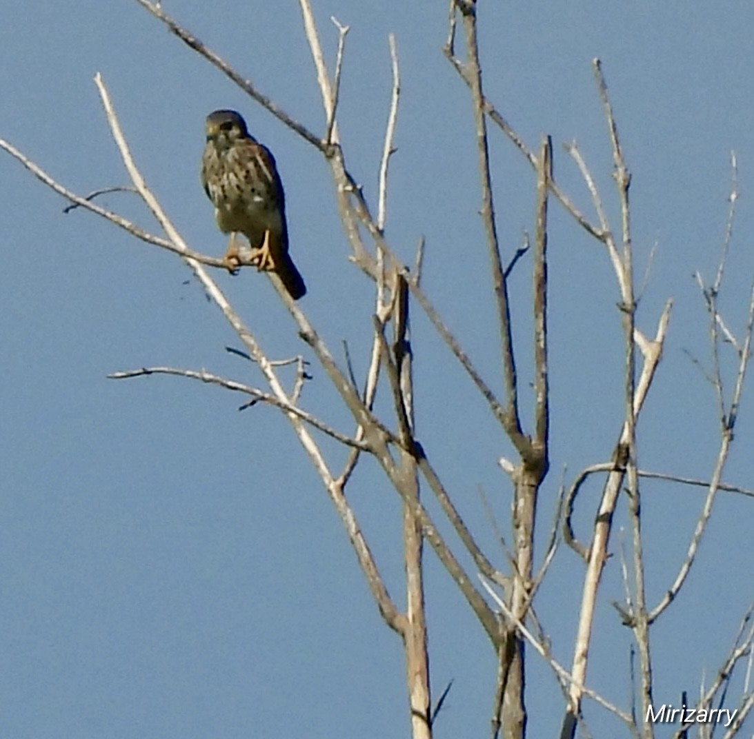 American Kestrel - ML643793214