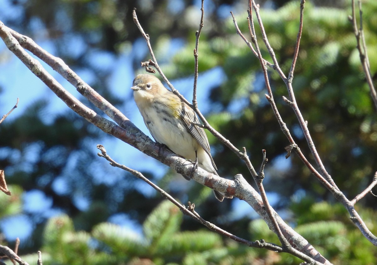 Yellow-rumped Warbler - ML643793216