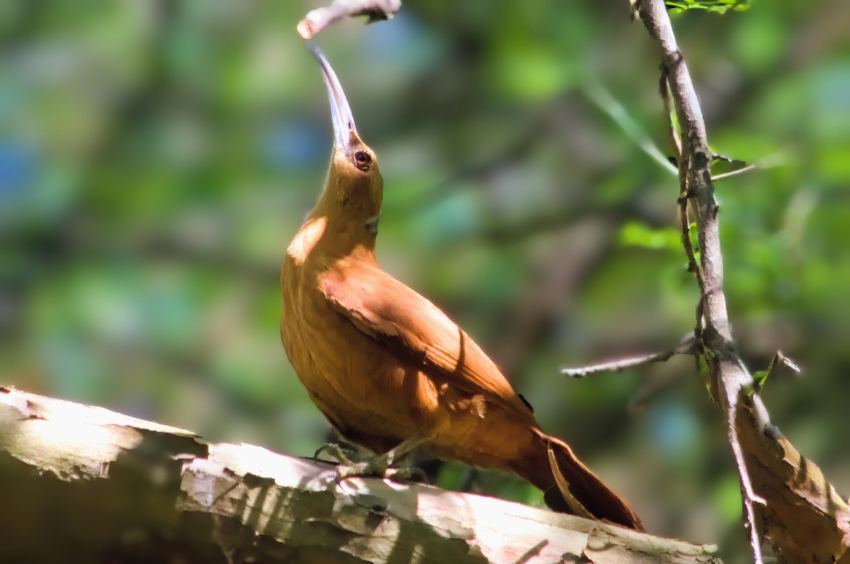 Great Rufous Woodcreeper - ML643793218