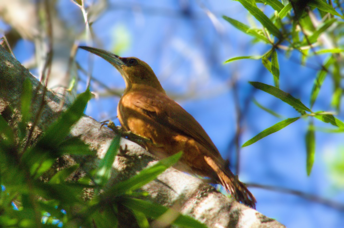 Great Rufous Woodcreeper - ML643793219