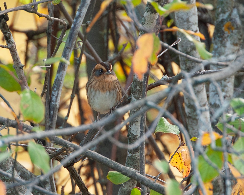 Nelson's Sparrow - ML643793220