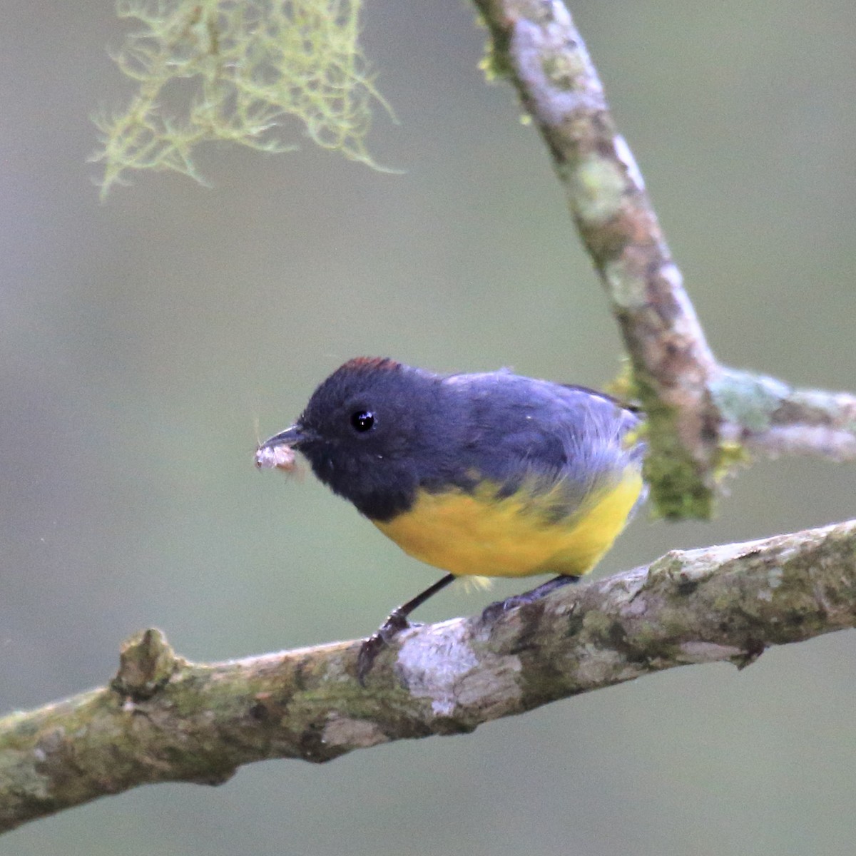 Slate-throated Redstart - ML643793222