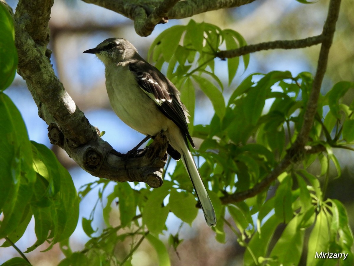 Northern Mockingbird - ML643793241