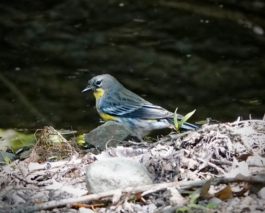 Yellow-rumped Warbler (Audubon's) - ML643793242