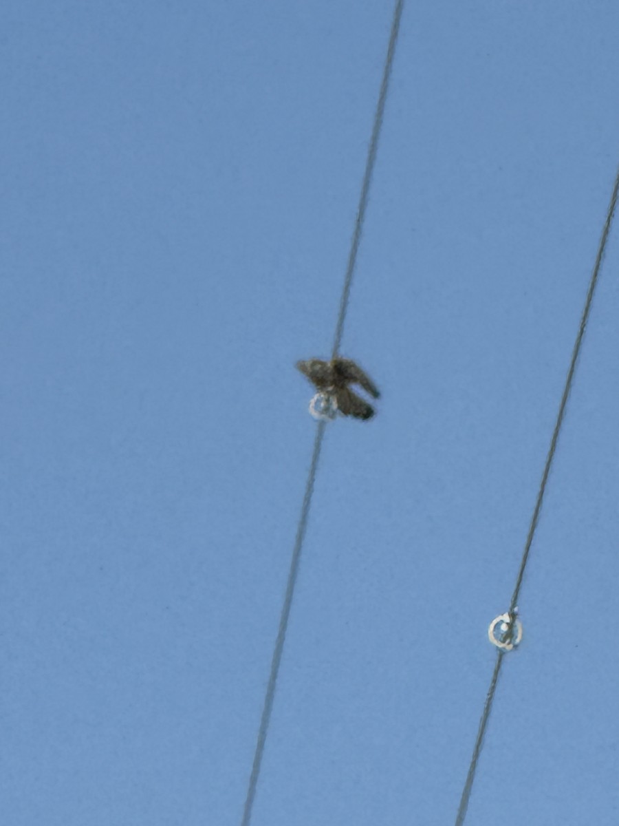 גיבתון עפרוני - ML643793247