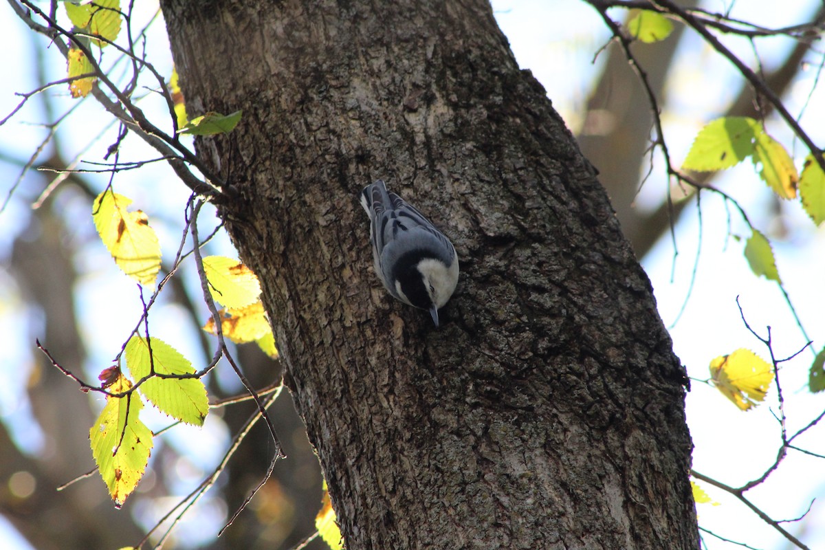 White-breasted Nuthatch - ML643793253