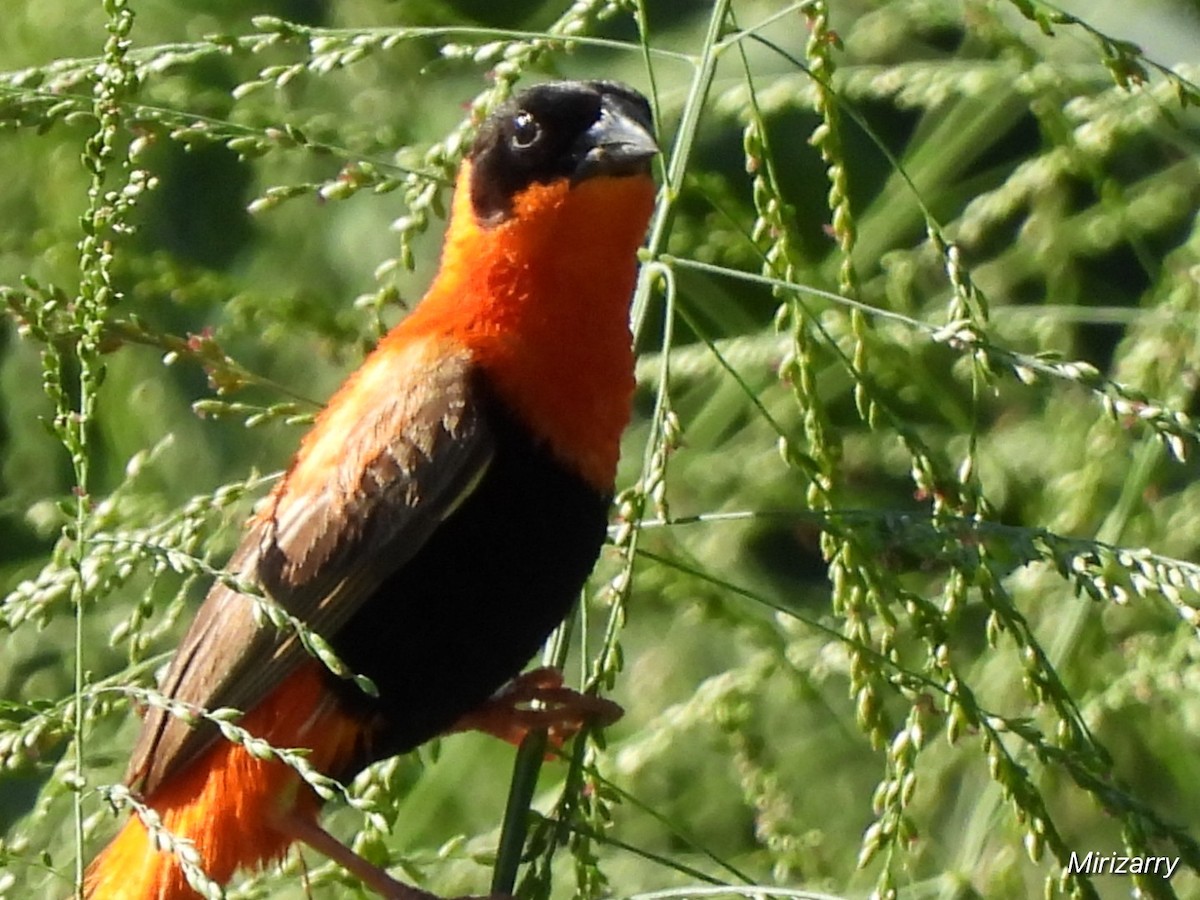 Northern Red Bishop - ML643793261