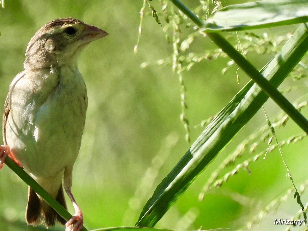 Northern Red Bishop - ML643793262