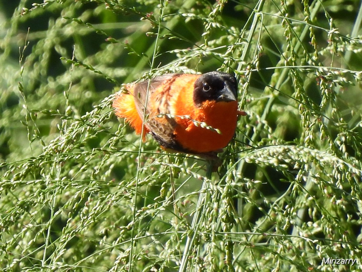 Northern Red Bishop - ML643793263