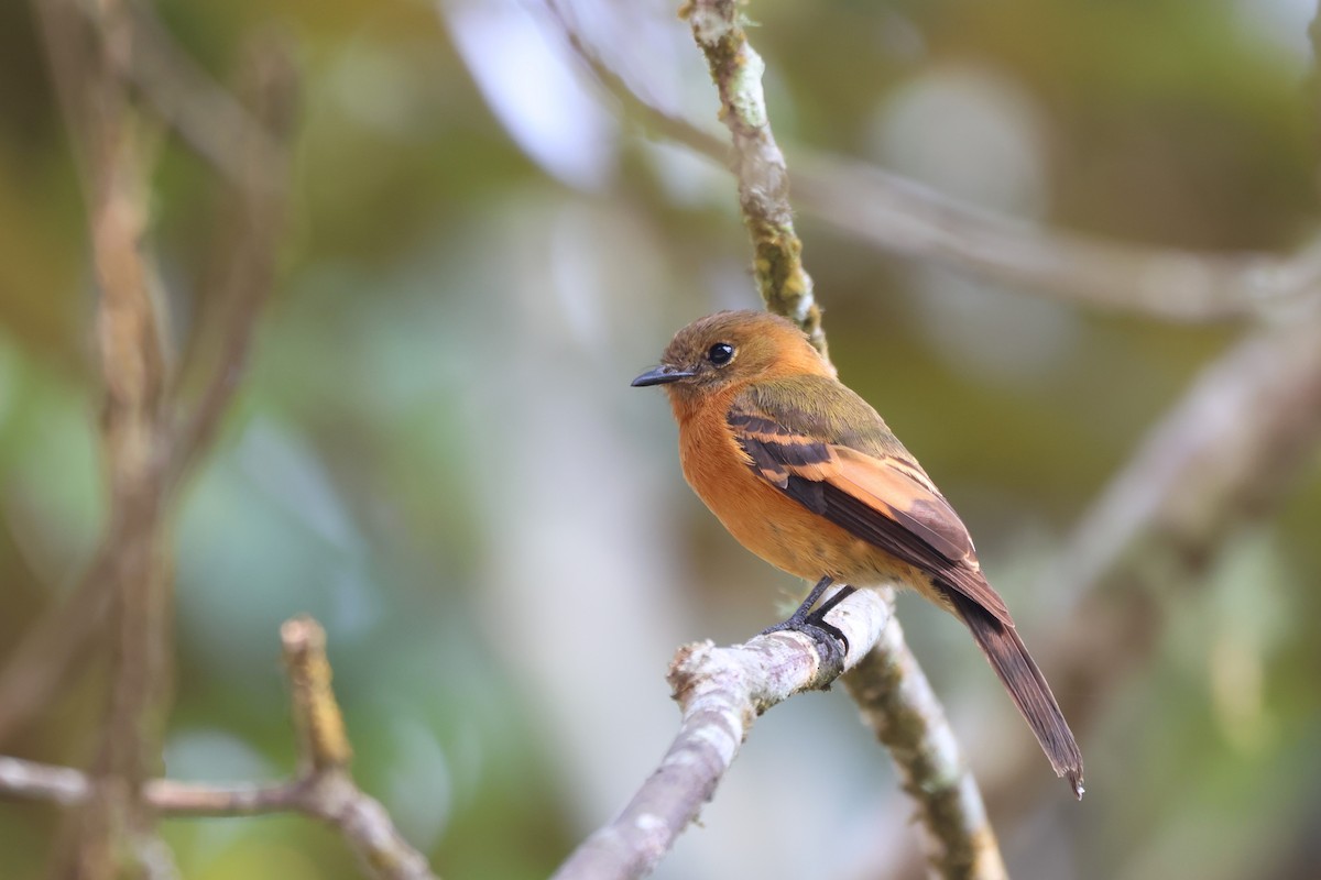 Cinnamon Flycatcher - ML643793265