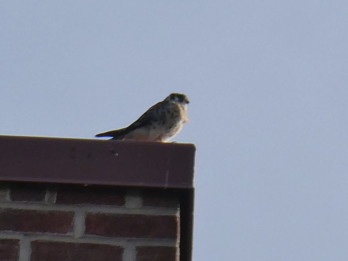 American Kestrel - ML643793279
