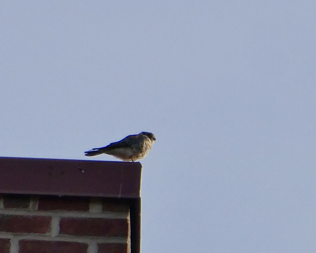 American Kestrel - ML643793280