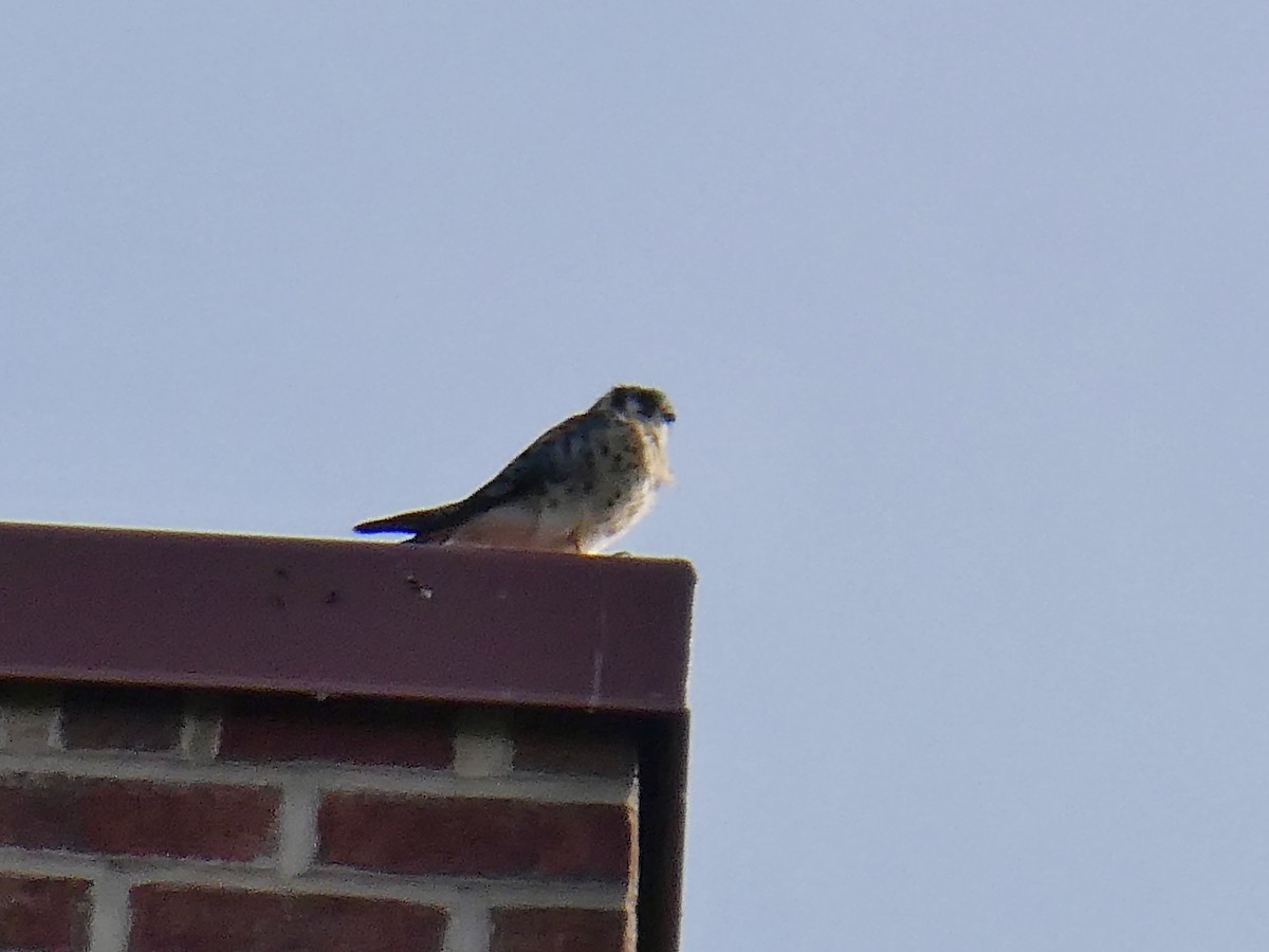 American Kestrel - ML643793281